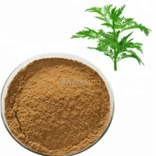 Artemisia Annua (Sweet Wormwood) Extract Powder - Bulk Supplier India