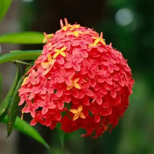 Ashoka Bark Extract Powder - Bulk Supplier India