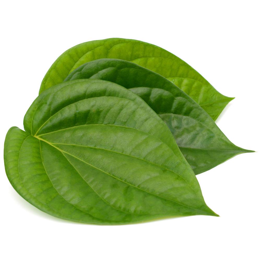 Betel Leaf Liquid Extract (Water Soluble) - Piper betle| Paan Ras - Bulk Supplier India