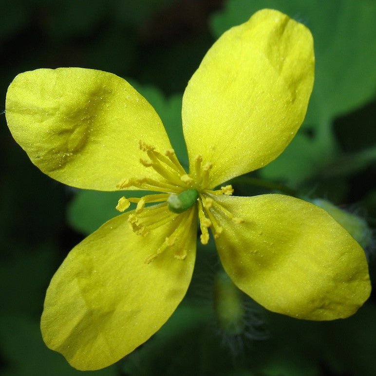 Celandine Extract Powder - Chelidonium majus - Bulk Supplier India