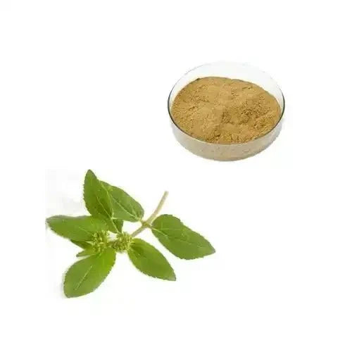 Euphorbia Hirta (Asthma Weed) Extract Powder - Bulk Supplier India