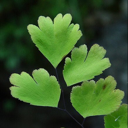 Hansraj Leaf Liquid Extract (Water Soluble) - Adiantum Capillus Veneris - Bulk Supplier India