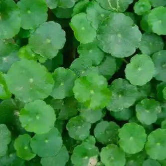 Gotu Kola Liquid Extract (Water Soluble) - Centella asiatica - Bulk Supplier India - shop_name