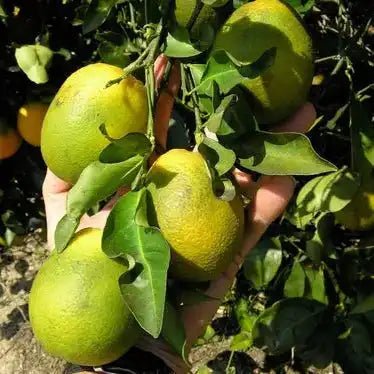 Persian Lime Extract Powder - Citrus latifolia - Bulk Supplier India
