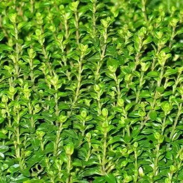 Thyme Extract Powder - Bulk Supplier India