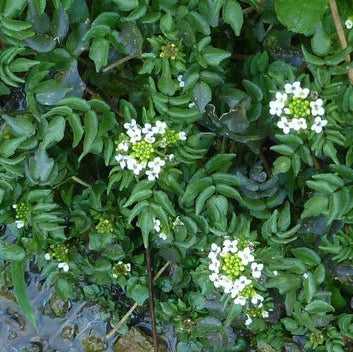 Watercress Extract Powder (Nasturtium officinale) - Bulk Supplier India