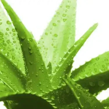 Organic Aloe Vera Leaf Powder - Aloe barbadensis Miller.  - Bulk Supplier India  - shop_name