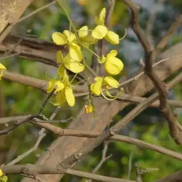 Organic Amaltas / Indian Laburnum (Cassia fistula) Powder  - Bulk Supplier India  - shop_name