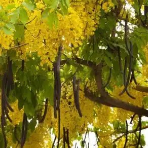 Organic Amaltas / Indian Laburnum (Cassia fistula) Powder  - Bulk Supplier India  - shop_name