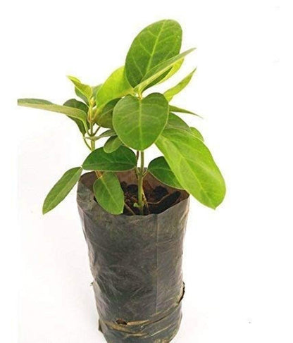 Antamul Leaf Liquid Extract (Water Soluble) - Tylophora Indica - Bulk Supplier India