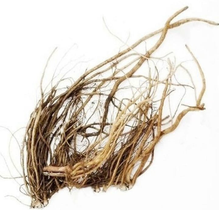 Apamarg Root Liquid Extract (Water Soluble) - Achyranthes Aspera - Bulk Supplier India