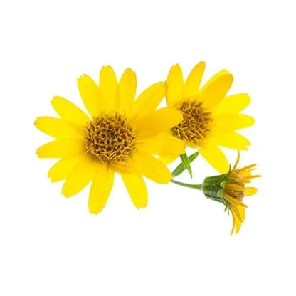 Arnica flower Liquid Extract (Water Soluble) - Arnica montana - Bulk Supplier India