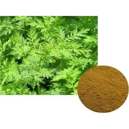 Artemisia Annua (Sweet Wormwood) Extract Powder - Bulk Supplier India