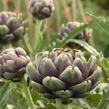 Artichoke Leaf Extract Powder - Cynara scolymus - Bulk Supplier India