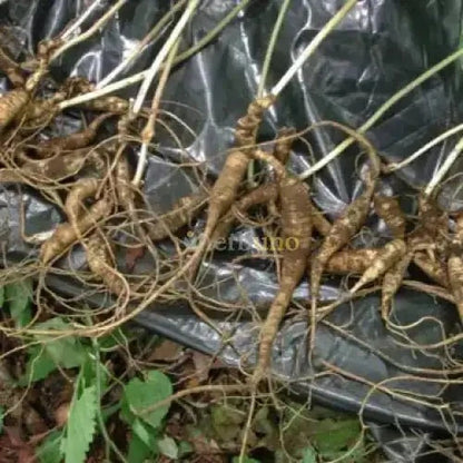 Asian Ginseng Extract Powder - Bulk Supplier India