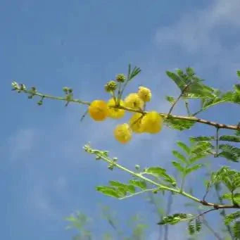 Organic Babool Bark Powder - Acacia arabica  - Bulk Supplier India  - shop_name