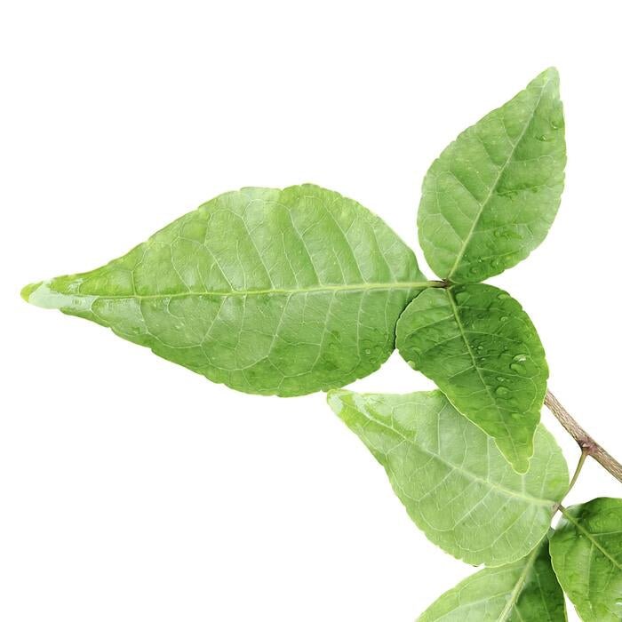 Bael Leaf Liquid Extract (Water Soluble) - Aegle Marmelos| Bel Patta Ras - Bulk Supplier India