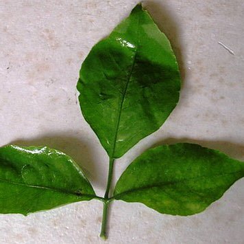 Bael Leaf Liquid Extract (Water Soluble) - Aegle Marmelos| Bel Patta Ras - Bulk Supplier India