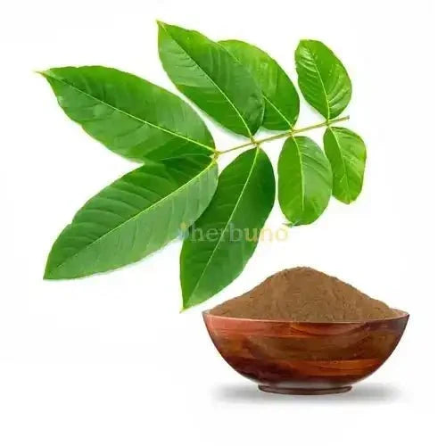 Banaba Leaf Extract Powder - Bulk Supplier India