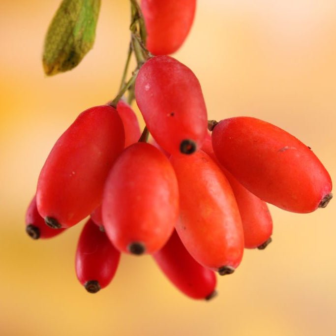 Barberry Extract Powder - Berberis Vulgaris - Bulk Supplier India