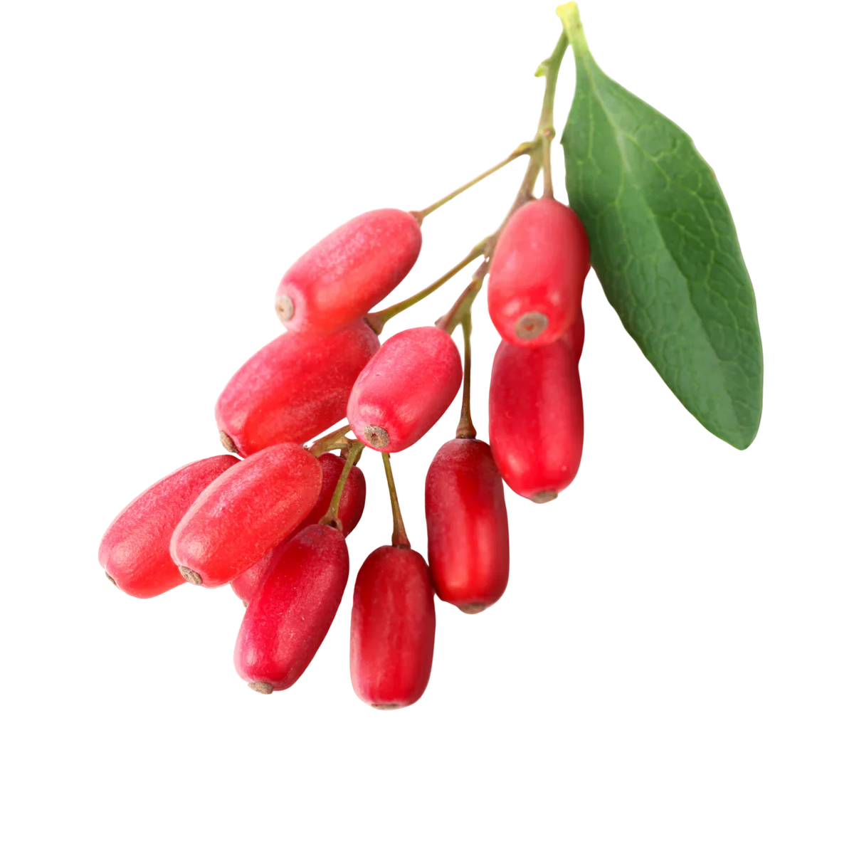 Barberry Liquid Extract (Water Soluble) - Berberis Vulgaris - Bulk Supplier India