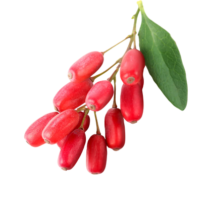 Barberry Liquid Extract (Water Soluble) - Berberis Vulgaris - Bulk Supplier India