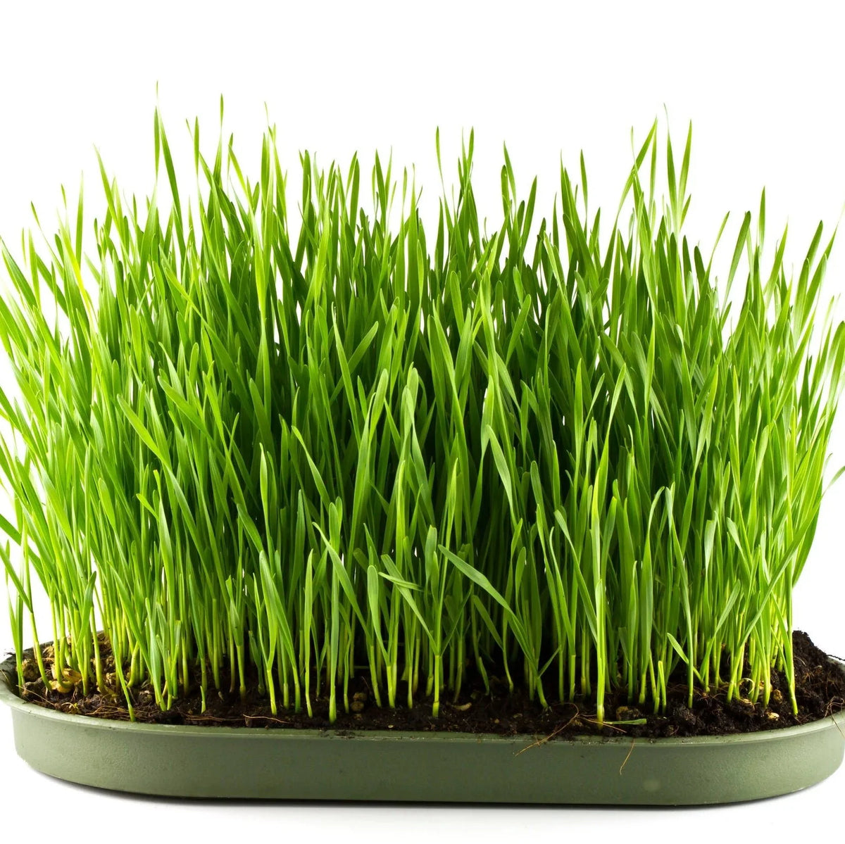 Barley Grass Liquid Extract (Water Soluble) - Hordeum vulgare| Jau Jaware Ras - Bulk Supplier India