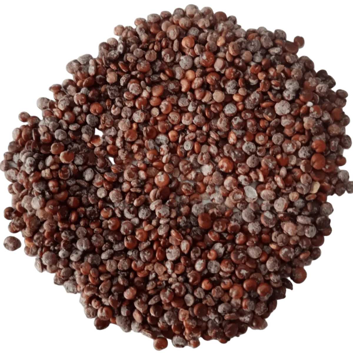 Bathua Seed Liquid Extract (Water Soluble) - Chenopodium album - Bulk Supplier India