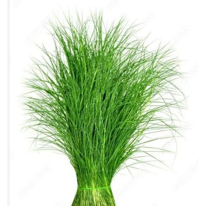 Bermuda grass Liquid Extract (Water Soluble) - Cynodon dactylon - Bulk Supplier India