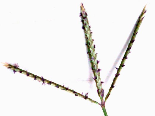 Bermuda Grass Extract Powder - Cynodon dactylon - Bulk Supplier India