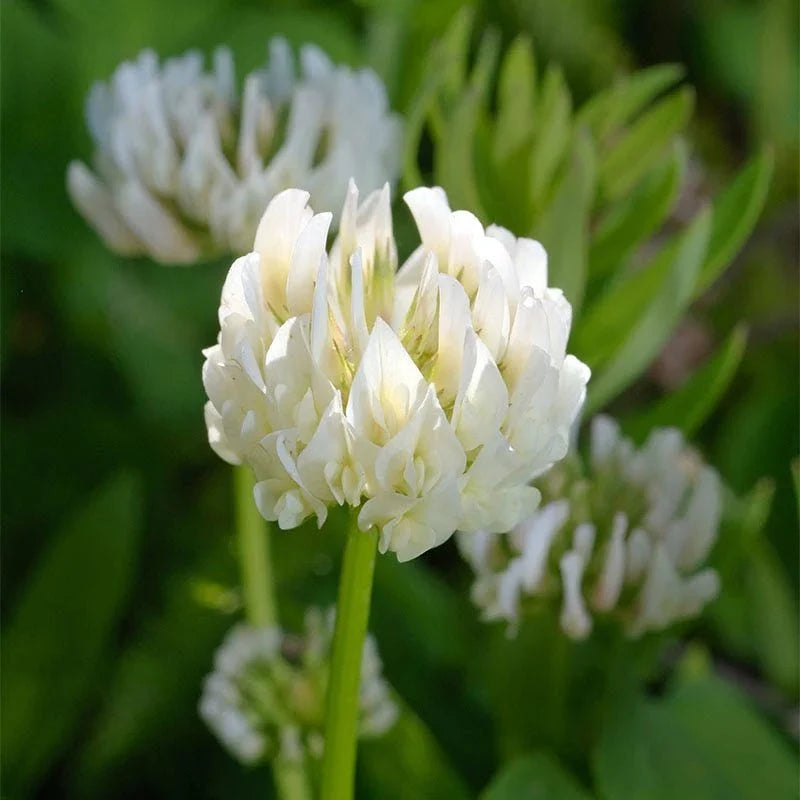 Berseem Clover Extract Powder - Trifolium alexandrinum| Barsim Powder - Bulk Supplier India