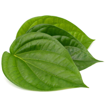 Betel Leaf Liquid Extract (Water Soluble) - Piper betle| Paan Ras - Bulk Supplier India