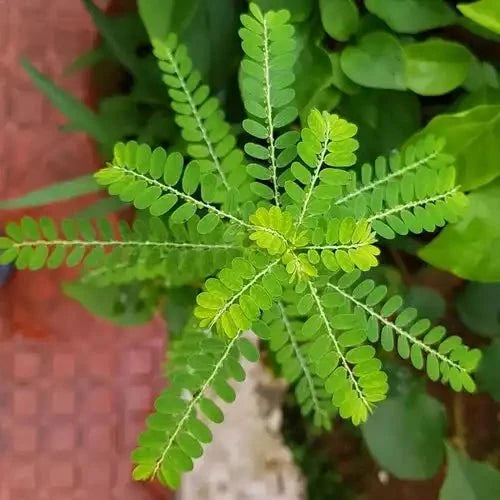 Bhumi Amla (Phyllanthus Niruri) Extract Powder - Bulk Supplier India