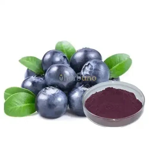 Bilberry Extract Powder - Bulk Supplier India