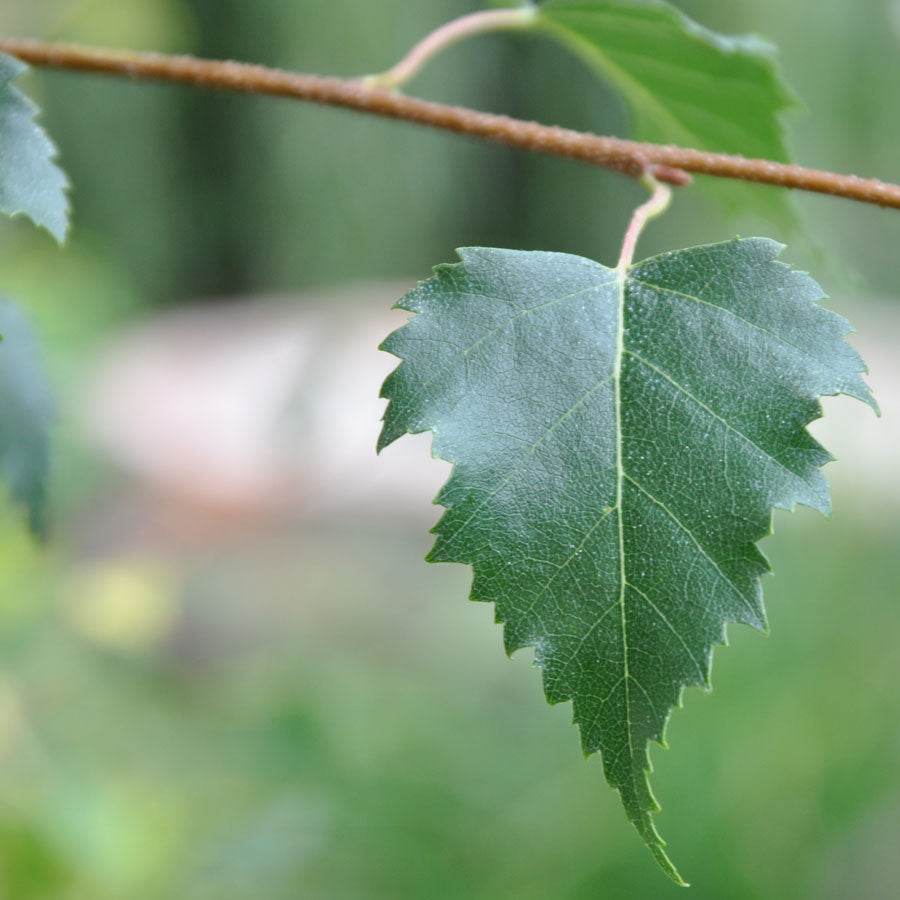Birch Leaf Liquid Extract (Water Soluble) - Betula alba - Bulk Supplier India