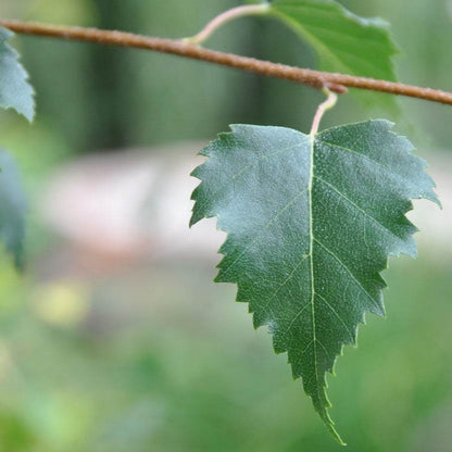 Birch Leaf Liquid Extract (Water Soluble) - Betula alba - Bulk Supplier India