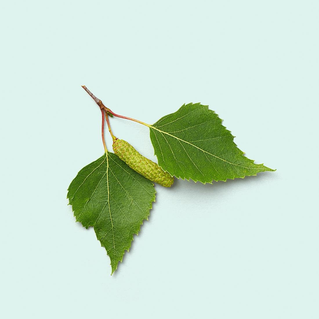 Birch Leaf Liquid Extract (Water Soluble) - Betula alba - Bulk Supplier India