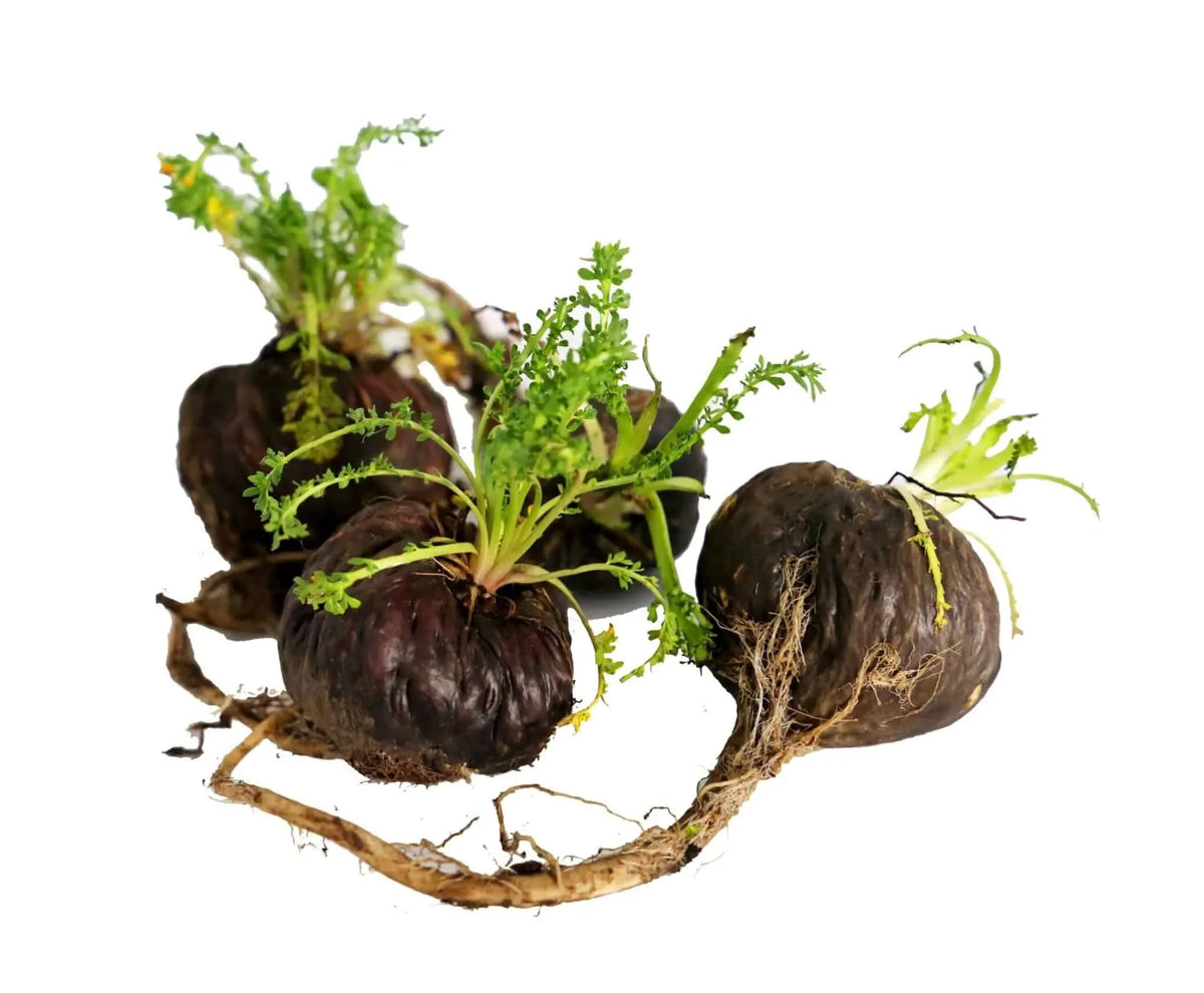 Black Maca Root Liquid Extract (Water Soluble) - Lepidium meyenii - Bulk Supplier India