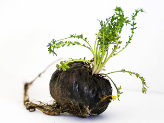 Black Maca Root Extract Powder - Lepidium meyenii - Bulk Supplier India