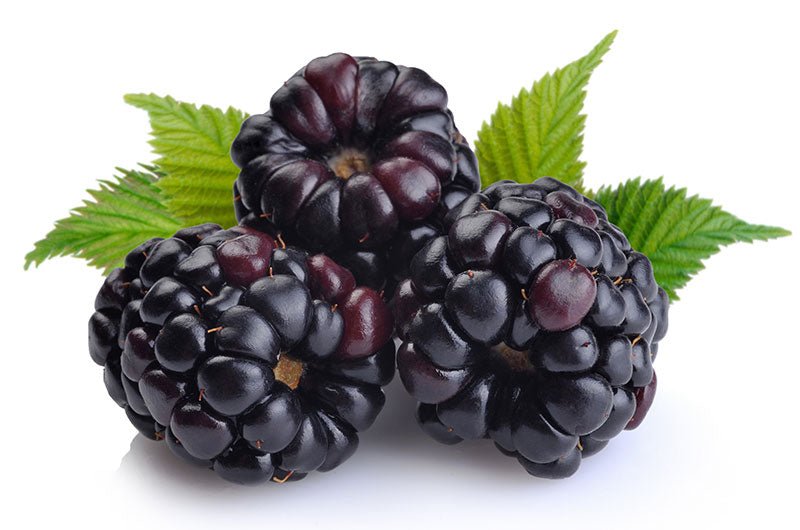 Blackberry Fruit Liquid Extract (Water Soluble) - Rubus fruticosus - Bulk Supplier India