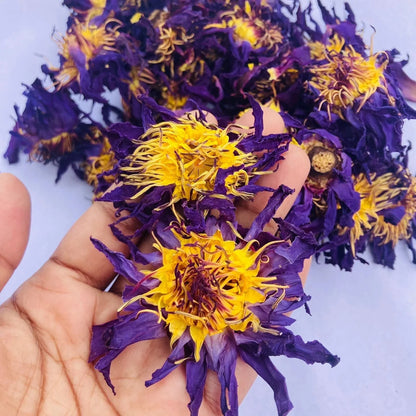 Blue Lotus Flower Extract Powder - Nymphaea caerulea | Kamal - Bulk Supplier India