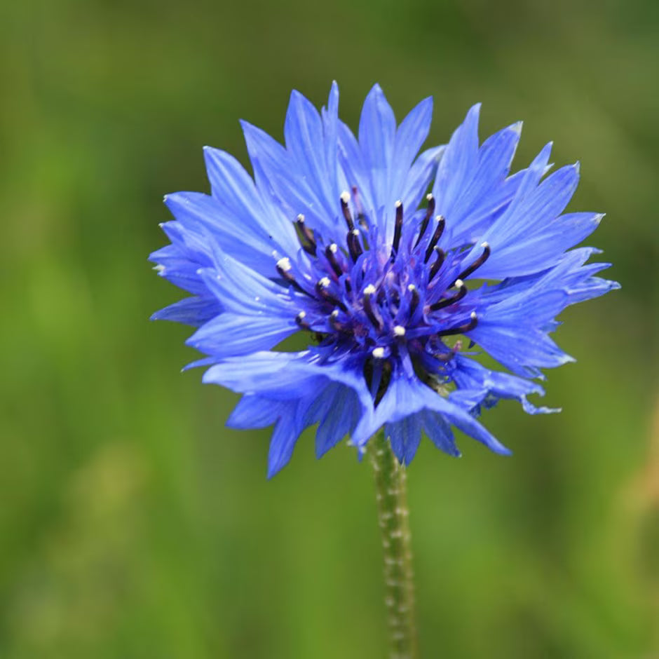 Blue cornflower Liquid Extract (Water Soluble) - Centaurea cyanus - Bulk Supplier India