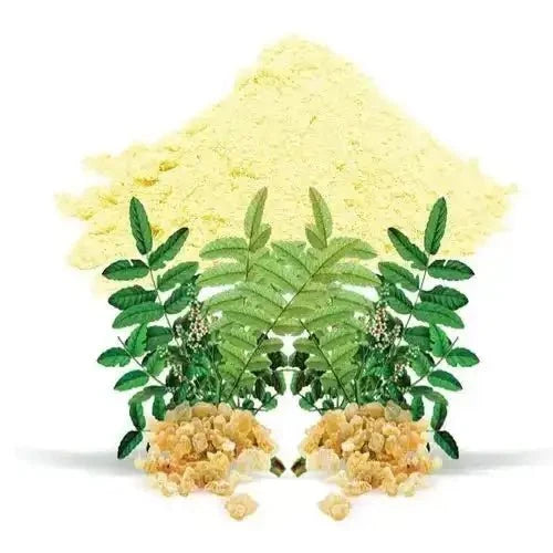 Boswellia serrata (Indian Frankincense) Extract Powder | Shallaki - Bulk Supplier India