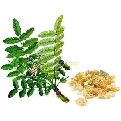 Indian Frankincense Liquid Extract (Water Soluble) - Boswellia serrata | Shallaki - Bulk Supplier India