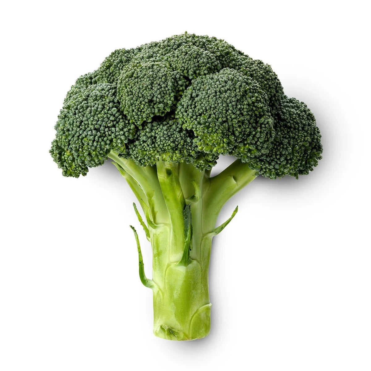 Broccoli Liquid Extract (Water Soluble) - Brassica oleracea - Bulk Supplier India