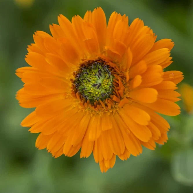 Calendula Flower Extract Powder - Calendula officinalis - Bulk Supplier India