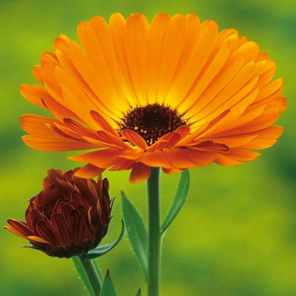 Calendula Flower Liquid Extract (Water Soluble) - Calendula officinalis - Bulk Supplier India
