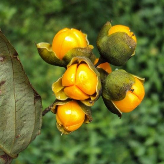 Camel Thorn Extract Powder - Yavasa - Alhagi camelorum - Bulk Supplier India