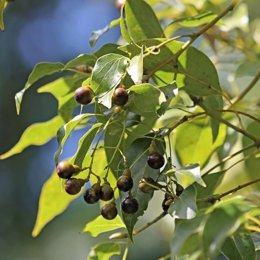 Camphor Extract Powder - Cinnamomum Camphora| Kapur Powder - Bulk Supplier India