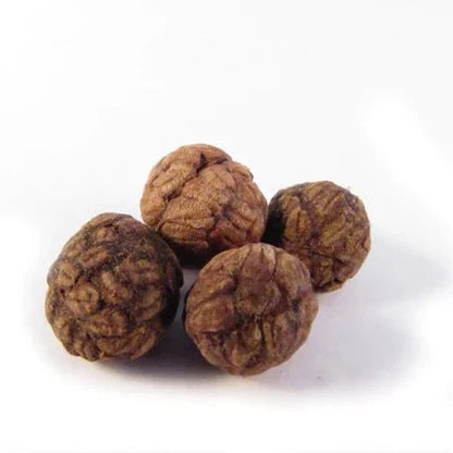 Cao Dou Kou Seed Extract Powder - Alpinia katsumadai - Bulk Supplier India